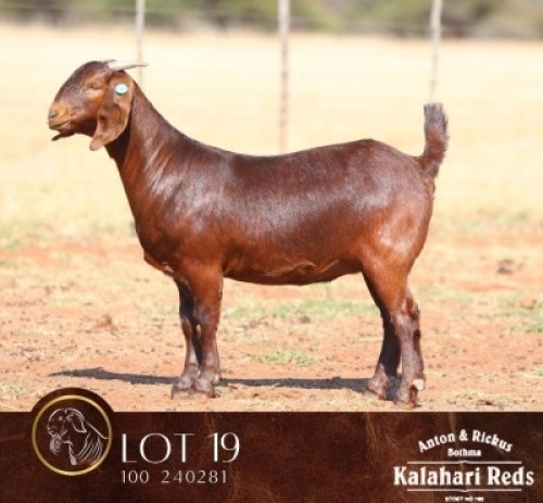 1 X KALAHARI RED STUD DOE Anton & Rickus Bothma Boerbok & Kalahari Red Stoet