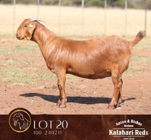 1 X KALAHARI RED STUD PREGNANT DOE Anton & Rickus Bothma Boerbok & Kalahari Red Stoet