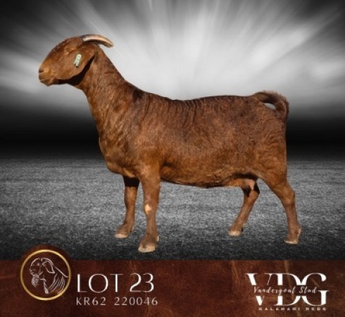 WITHDRAWN - 1 X KALAHARI RED PREGNANT DOE Vandergoat Stud