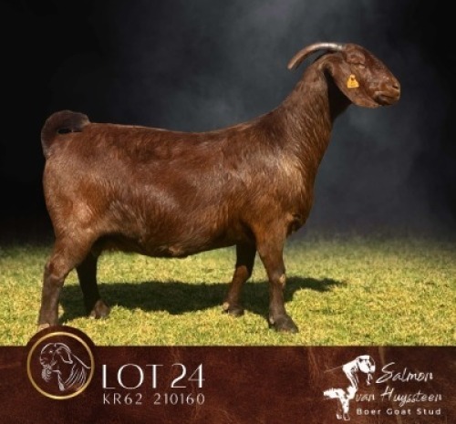 1 X KALAHARI RED FLOCK ON TEAT PREGNANT DOE Salmon van Huyssteen Boer Goat Stud