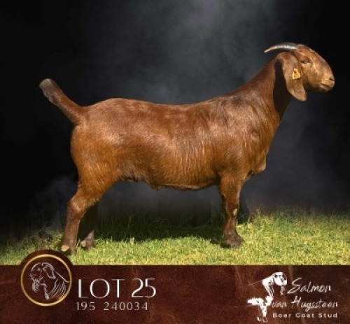 1 X KALAHARI RED STUD PREGNANT DOE Salmon van Huyssteen Boer Goat Stud