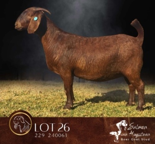 1 X KALAHARI RED STUD PREGNANT DOE Salmon van Huyssteen Boer Goat Stud