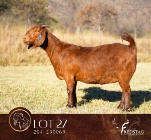 WITHDRAWN - 1 X KALAHARI RED DOE Redstag Ranch