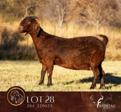 1 X KALAHARI RED STUD PREGNANT DOE Redstag Ranch