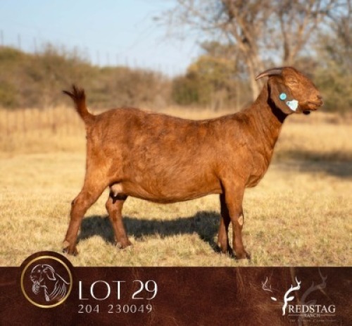 1 X KALAHARI RED STUD PREGNANT DOE Redstag Ranch