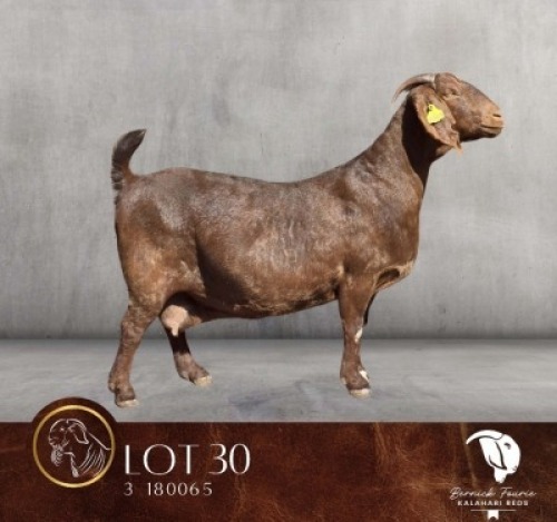 1 X KALAHARI RED FLOCK PREGNANT DOE Bernick Fourie Kalahari Reds