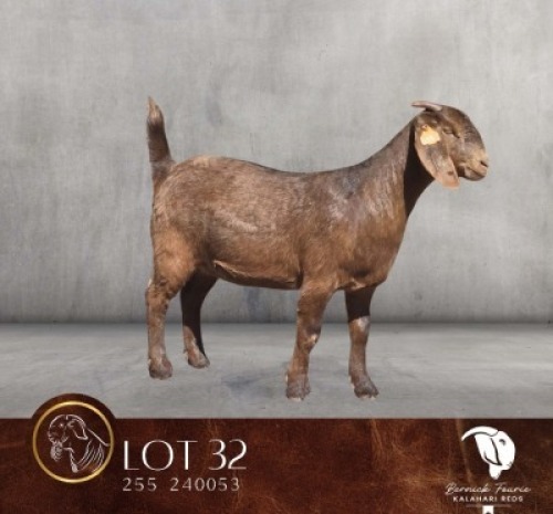 1 X KALAHARI RED STUD DOE Bernick Fourie Kalahari Reds