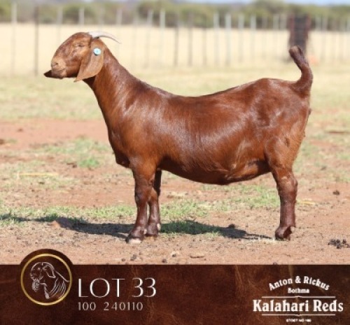 WITHDRAWN - 1 X KALAHARI RED PREGNANT DOE Anton & Rickus Bothma Boerbok & Kalahari Red Stoet