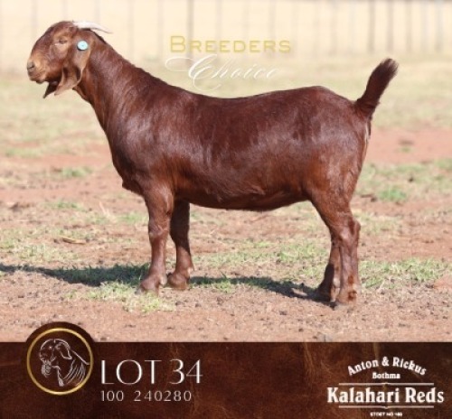 1 X KALAHARI RED STUD DOE Anton & Rickus Bothma Boerbok & Kalahari Red Stoet