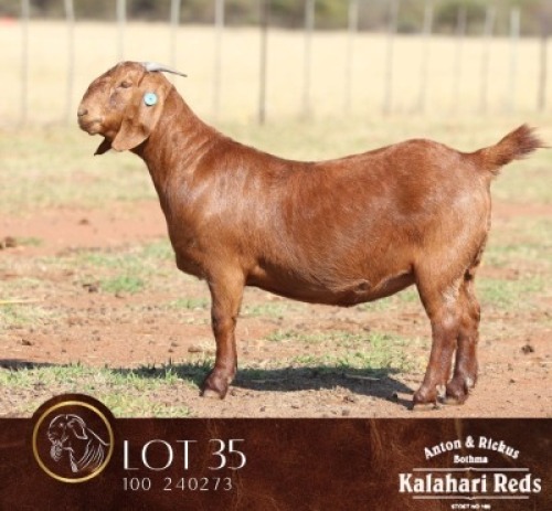1 X KALAHARI RED FLOCK DOE Anton & Rickus Bothma Boerbok & Kalahari Red Stoet