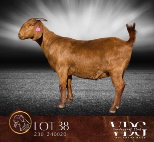 1 X KALAHARI RED STUD PREGNANT DOE Vandergoat Stud