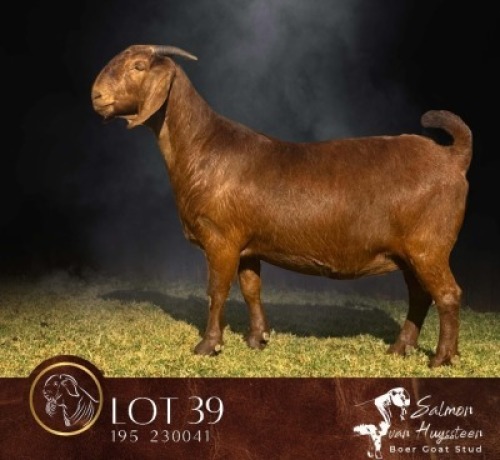 1 X KALAHARI RED FLOCK PREGNANT DOE Salmon van Huyssteen Boer Goat Stud