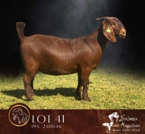 1 X KALAHARI RED FLOCK PREGNANT DOE Salmon van Huyssteen Boer Goat Stud