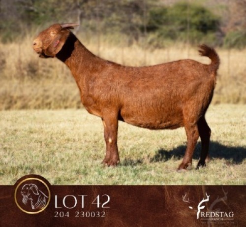 1 X KALAHARI RED FLOCK PREGNANT DOE Redstag Ranch