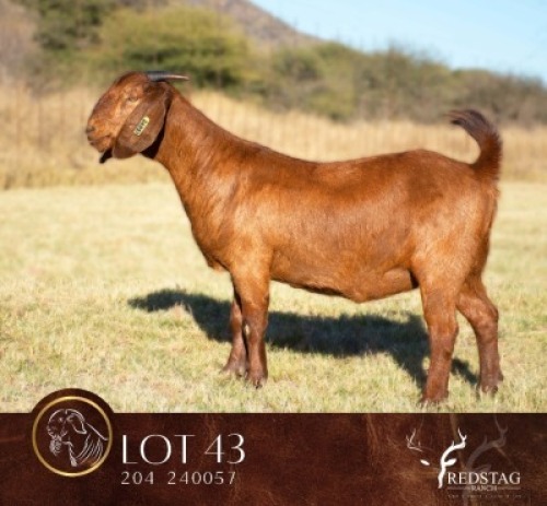 1 X KALAHARI RED STUD DOE Redstag Ranch