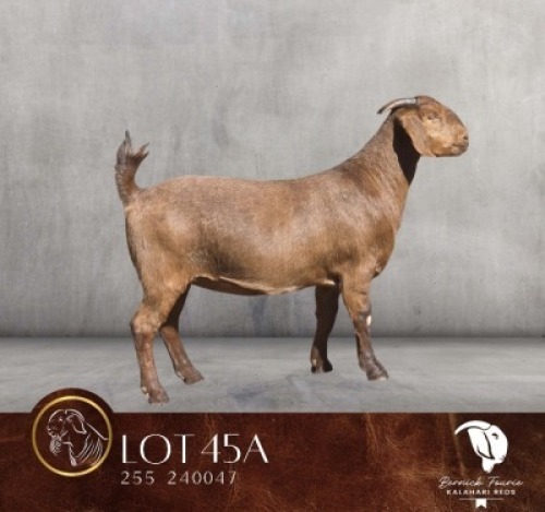 1 X KALAHARI RED FLOCK DOE Bernick Fourie Kalahari Reds