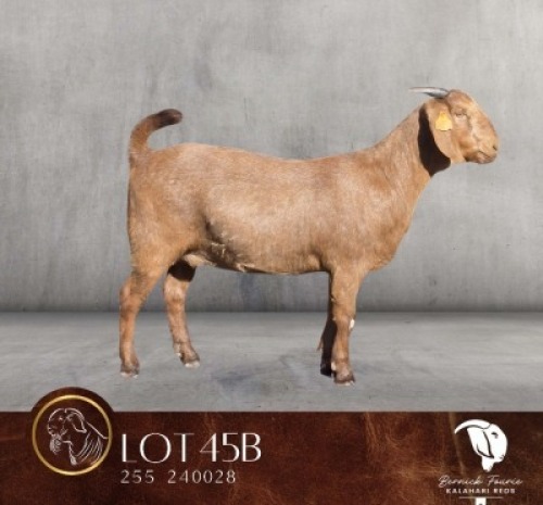 1 X KALAHARI RED FLOCK DOE Bernick Fourie Kalahari Reds