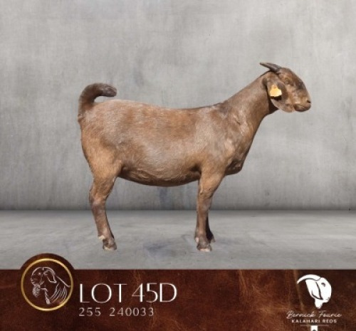 1 X KALAHARI RED FLOCK DOE Bernick Fourie Kalahari Reds