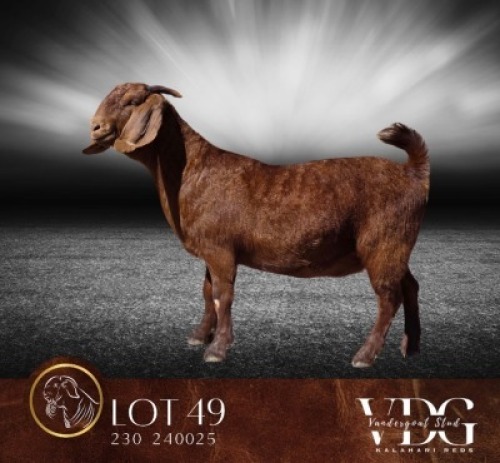 1 X KALAHARI RED STUD DOE Vandergoat Stud