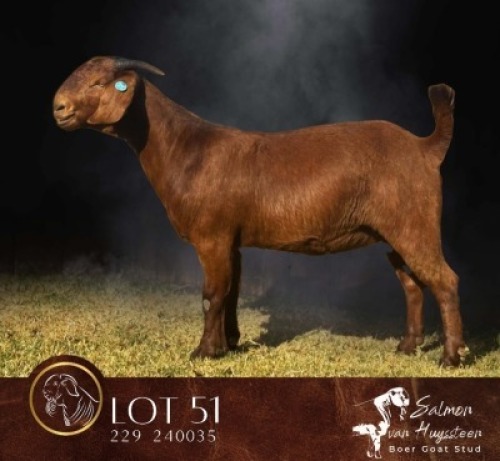 1 X KALAHARI RED STUD PREGNANT DOE Salmon van Huyssteen Boer Goat Stud