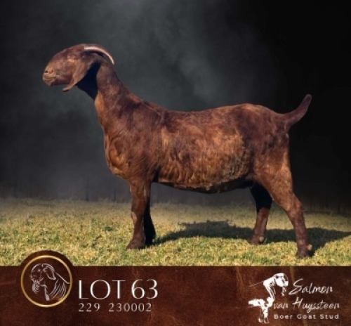 1 X KALAHARI RED FLOCK PREGNANT DOE Salmon van Huyssteen Boer Goat Stud