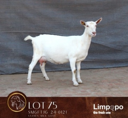1 X SAANEN MILK GOAT DOE Limpopo Dairy