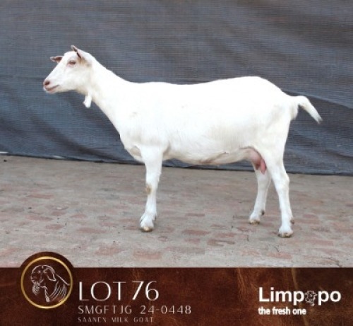 1 X SAANEN MILK GOAT DOE Limpopo Dairy