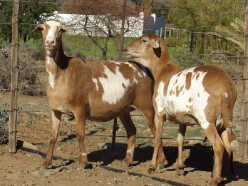 LOT 133&nbsp;2X MEATMASTER OOI MET LAM/EWE WITH LAMB WILGERBOOM MEATMASTERS(PER STUK OM LOT TE NEEM/PER PIECE TO TAKE THE LOT)