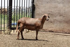 LOT 137 2X MEATMASTER OOI MET LAM/EWE WITH LAMB OLIVEBRANCH MEATMASTES(PER STUK OM LOT TE NEEM/PER PIECE TO TAKE THE LOT)