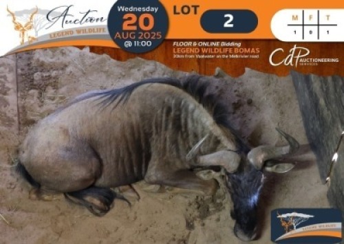 1 X Blue Wildebeest M:1 Legend Wildlife