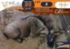 1 X Blue Wildebeest M:1 Legend Wildlife