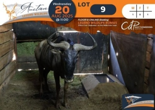 1 X Blue Wildebeest M:1 Legend Wildlife