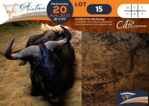 1 X Blue Wildebeest M:1 Legend Wildlife