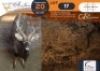 1 X Nyala M:1 Erasmus Game