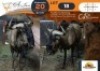 1 X Blue Wildebeest M:1 DVM Farming