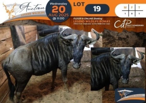 1 X Blue Wildebeest M:1 Legend Wildlife