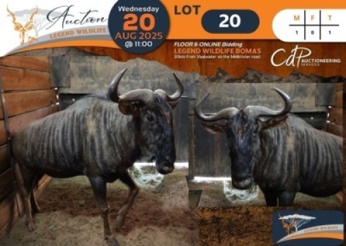 1 X Blue Wildebeest M:1 Legend Wildlife