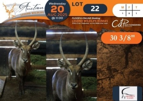 1 X Waterbuck M:1 Erasmus Game