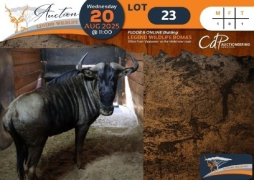 1 X Blue Wildebeest M:1 Legend Wildlife