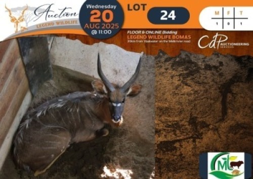 1 X Nyala M:1 Morgan Trading
