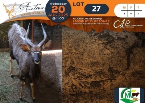 1 X Nyala M:1 Morgan Trading