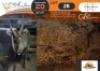 1 X Waterbuck M:1 DVM Farming