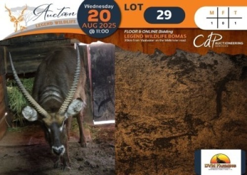 1 X Waterbuck M:1 DVM Farming