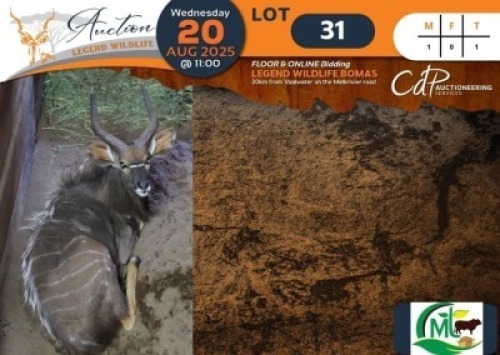 1 X Nyala M:1 Morgan Trading
