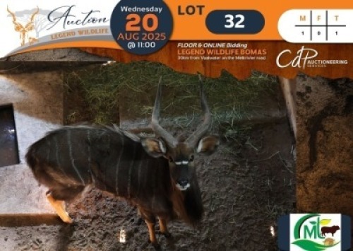 1 X Nyala M:1 Morgan Trading
