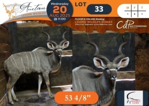1 X Kudu M:1 Erasmus Game