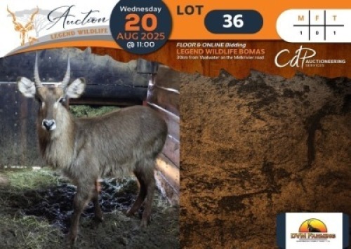 1 X Waterbuck M:1 DVM Farming