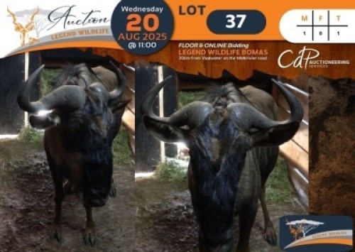 1 X Blue Wildebeest M:1 Legend Wildlife