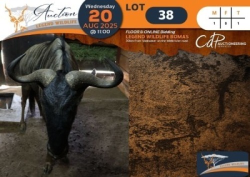 1 X Blue Wildebeest M:1 Legend Wildlife