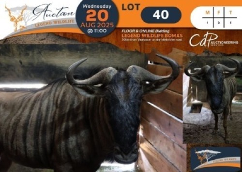 1 X Blue Wildebeest M:1 Legend Wildlife